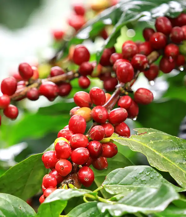 Deep Red Ripened Coffee Cherries
